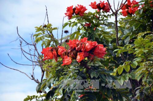 Lãng phí tiền tỷ vì trồng cây “lạ”